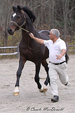 Acorino at Ten Broeck Farm