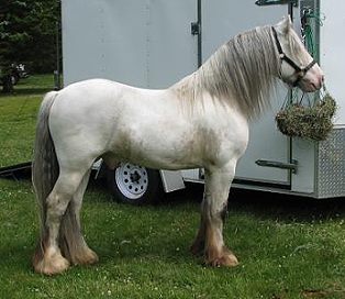 CS Hermits Silver Shadow