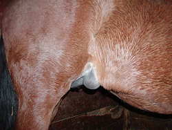 edema after foaling