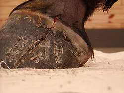 injured hoof emergency