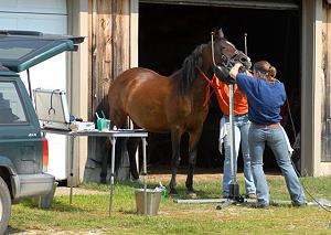 equine dentist floating teeth